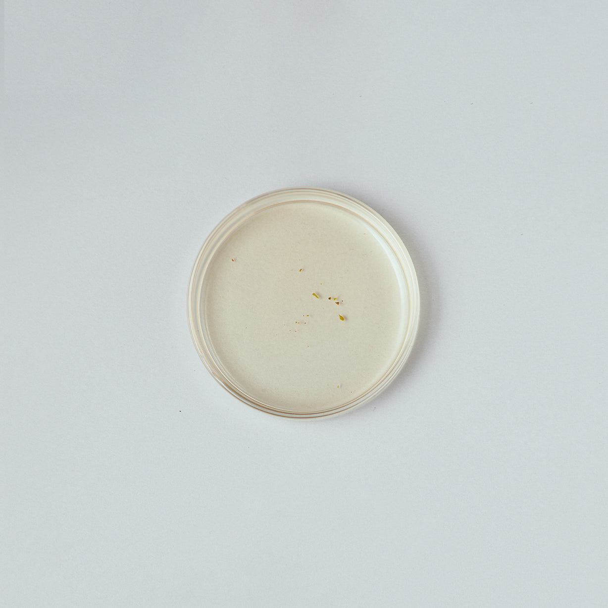 ヒマラヤンシルバーニードル 2025 First flush 30g 茶缶入り / Himalayan Silver Needle 2025 First flush 30g Tea tin