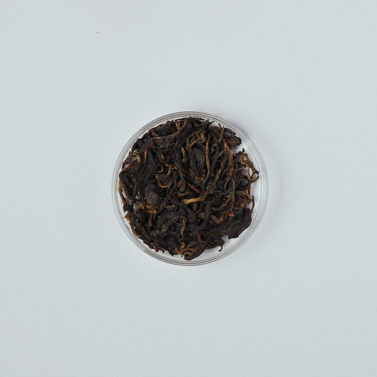 オールドブック 2025 First flush 50g 茶缶入り / Old Book 2025 First flush 50g Tea tin