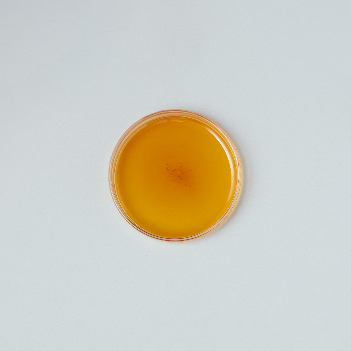 ゴールデンサン 2025 First flush 50g 茶缶入り / Golden Sun 2025 First flush 50g Tea tin