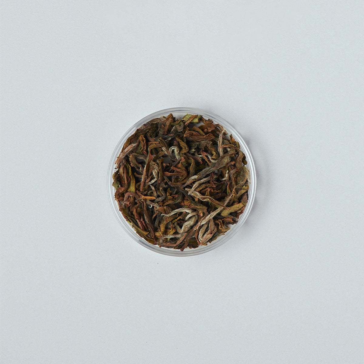 Chiyaba（チャバ）| ウジェリ 2025 First Flush 50g 茶缶入り / Ujeli チャバ2025セット
